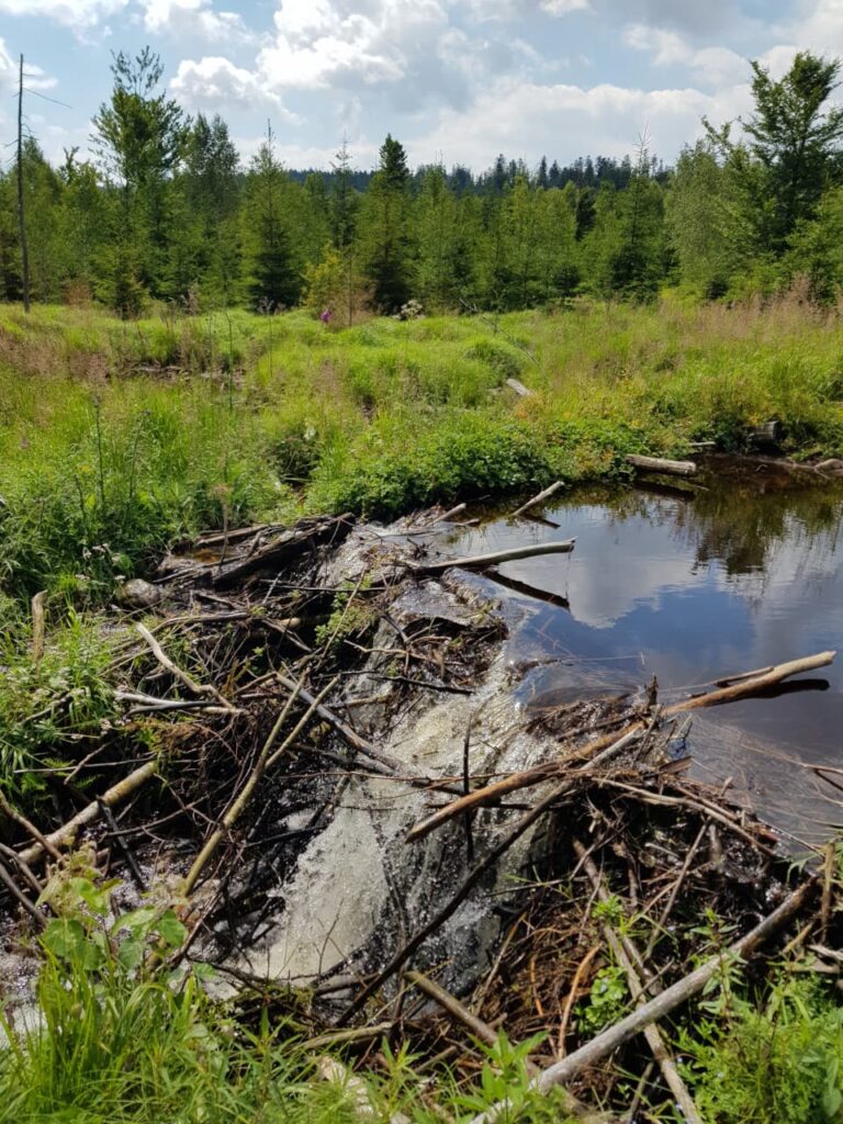 Bobří hráze kolem potoka Steinbach (trasa z Mauthu)